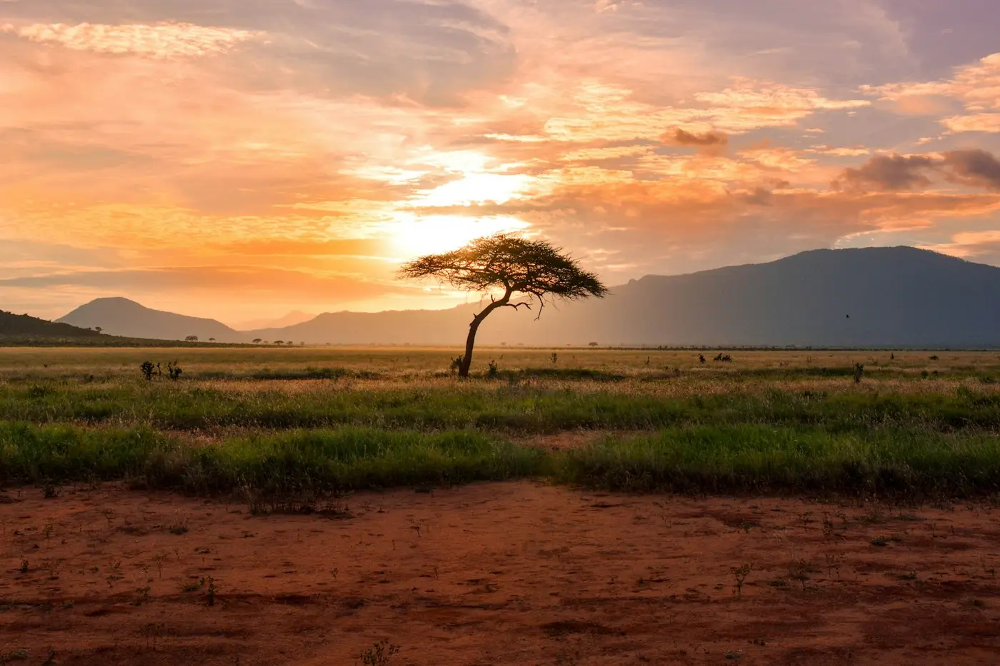 Elephants walking across Amboseli plains with mountain views
