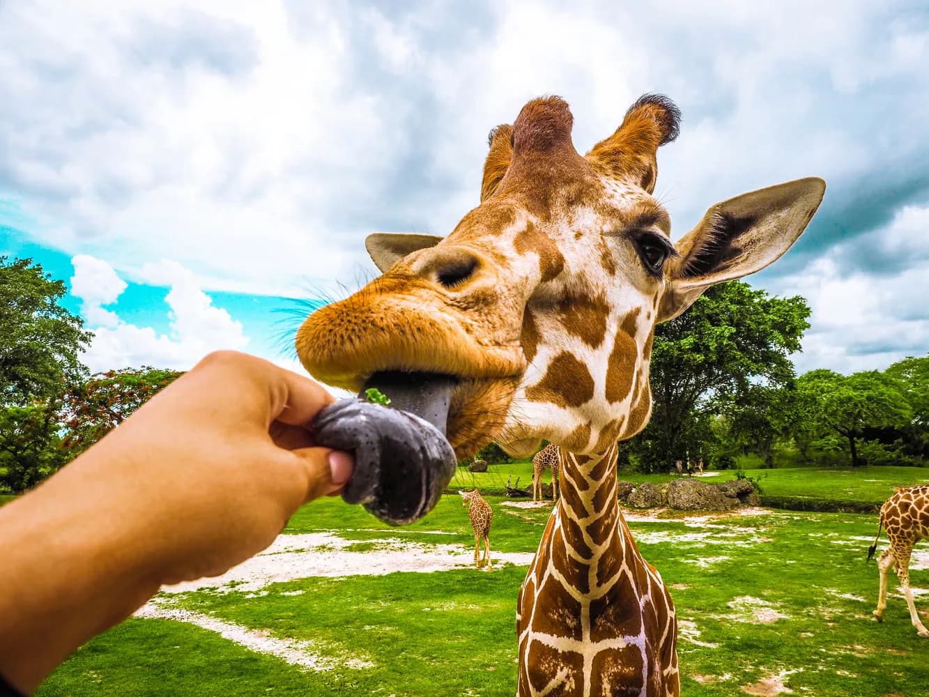A giraffe extends its tongue to receive food from a visitor's hand