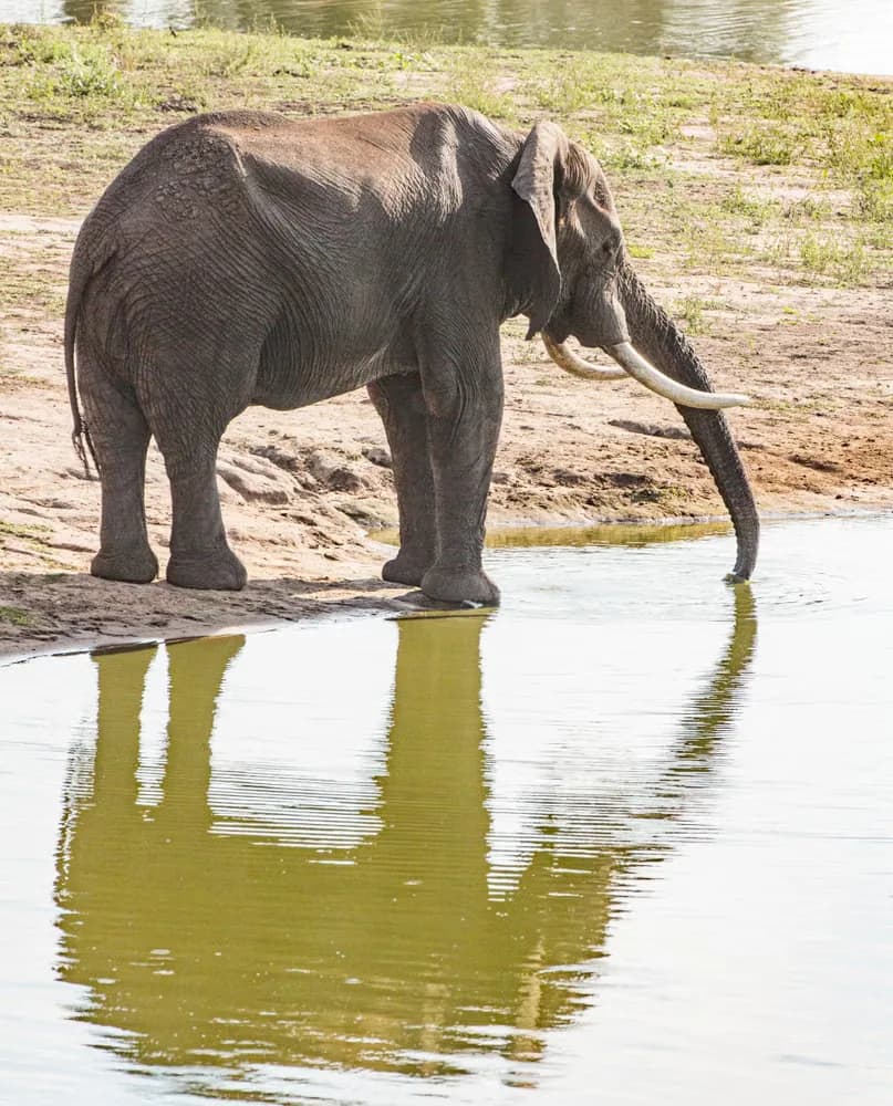 A majestic African elephant drinking water, reflected in the surface