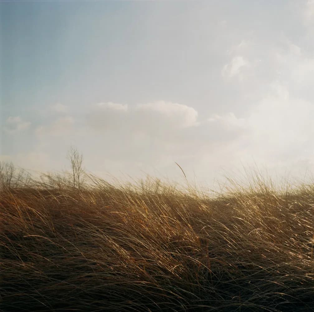 Peaceful grassland scene under a partly cloudy sky