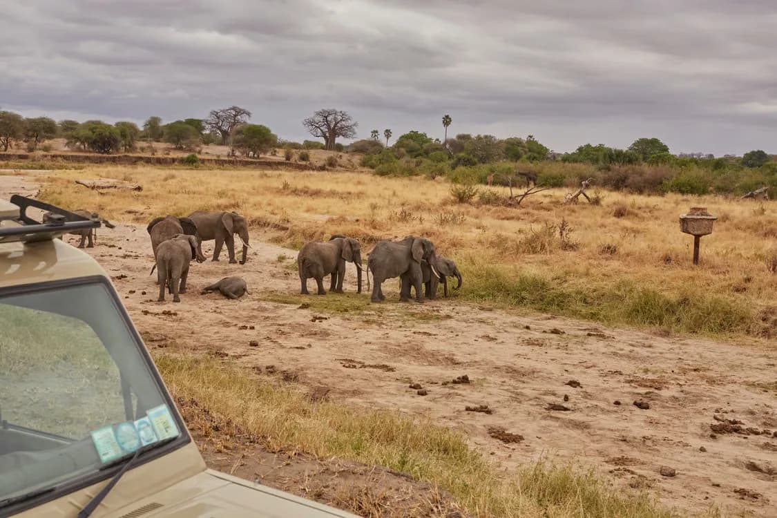 A herd of elephants grazing in the African savanna, seen from a safari jeep