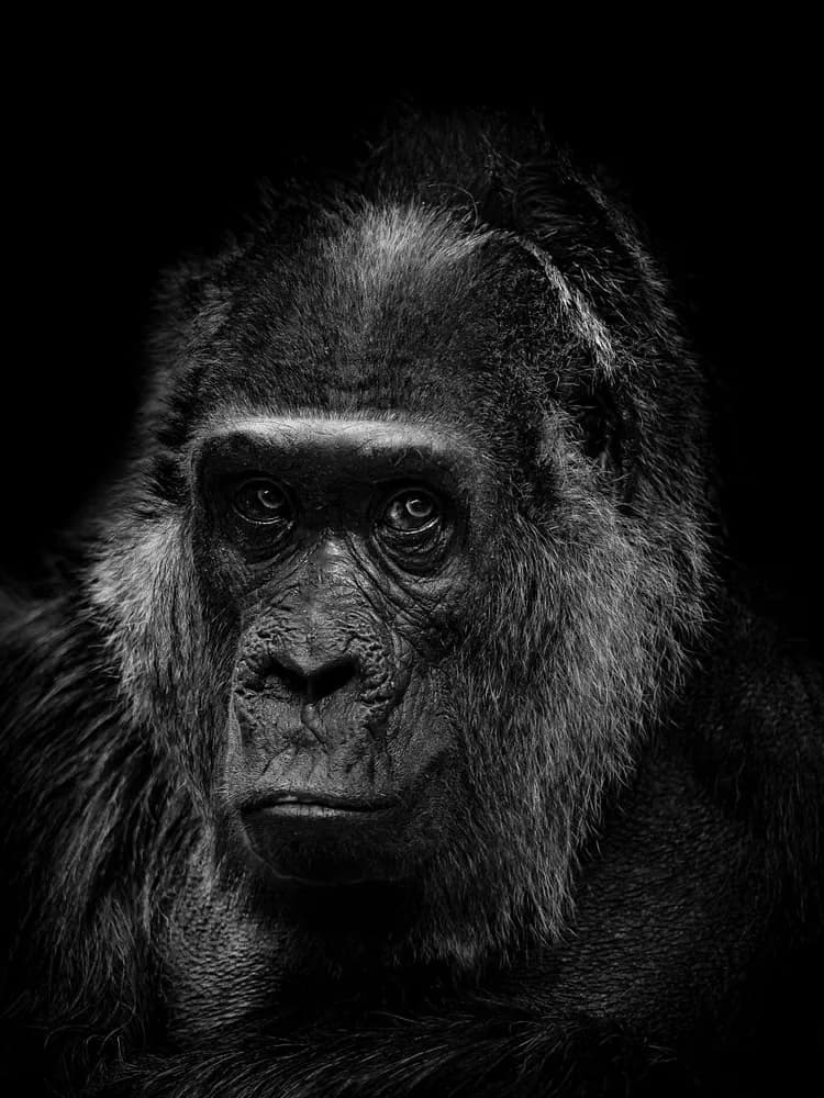 Mountain gorilla in dense foliage in Bwindi Impenetrable Forest