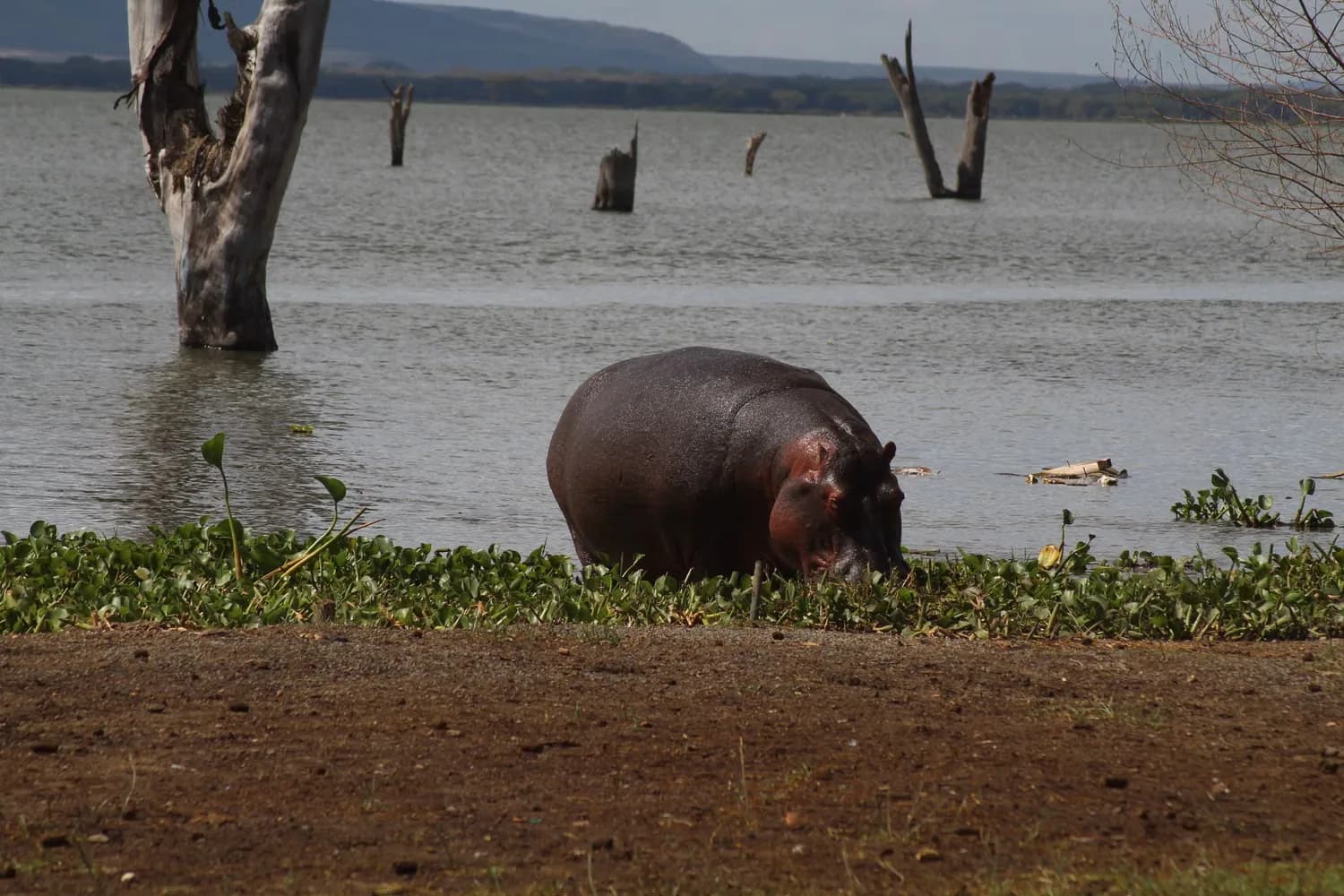 Small boat on Lake Naivasha with hippos and birdlife along the shore