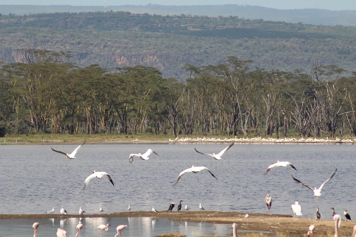 Flamingos lining the shores of Lake Nakuru with acacia woodland behind