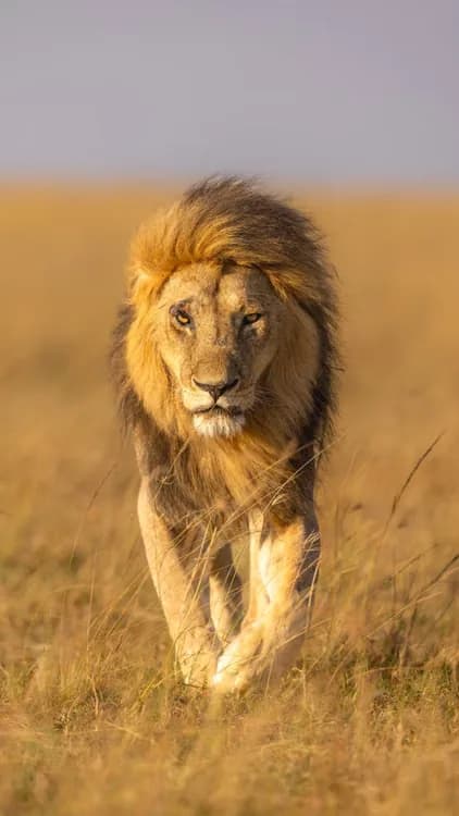 A regal lion strides through the golden grasslands of the Maasai Mara
