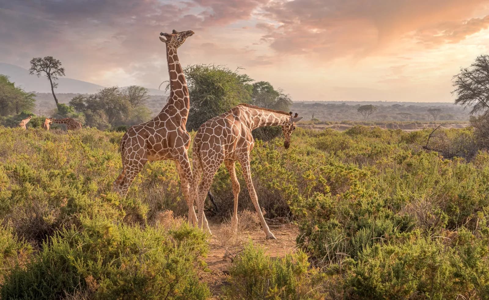 Reticulated giraffe and river-fed vegetation in Samburu National Reserve